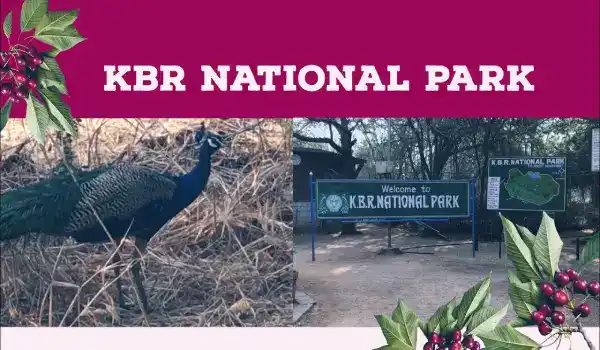 kasu-brahmanandha-reddy-national-park